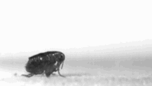 Gif animé puce saute